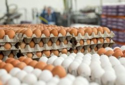 Yumurta kəskin ucuzlaşdı – Qiymətlər daha da ENƏCƏK?