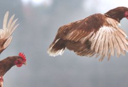 "Qadın da toyuq, heyvan kəsə bilər" -İlahiyyatçıdan MARAQLI AÇIQLAMA