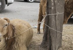 Öz qapısındakı qoyunu kəsənlərə 5 min dollar CƏRİMƏ

