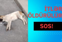 SOS! İtlər kütləvi şəkildə öldürülür