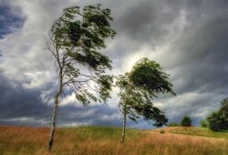 Milli Hidrometeorologiya Xidməti küləklə bağlı xəbərdarlıq etdi