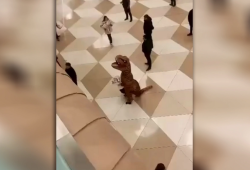 Bakı aeroportunda qonaq qarşılayan "dinozavr" - VİDEO