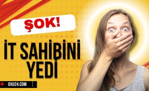 Bakıda dəhşət! İt sahibini yedi