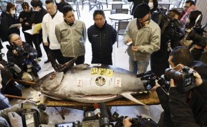 Yaponiyada mavi üzgəcli tuna balığı 1,3 milyon dollara satılıb