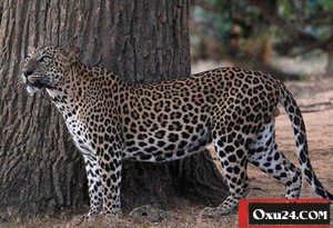 Leopard polisin üç yaşlı körpəsini yedi - Dəhşətli hadisə