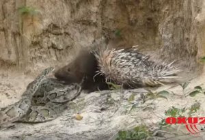 Nəhəng ilanla tikanlı heyvanın davası -Görün hansı qalib oldu (VİDEO)