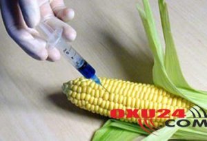 GMO məhsullar Azərbaycan bazarına əsasən hansı ölkələrdən daxil olur?