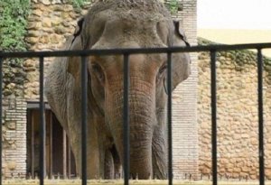 Dünyanın ən qəmgin fili öldü -TƏNHALIQDAN