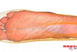 Ayaq ölçünüz neçə il yaşayacağınızı göstərir - Alimlərdən İNANILMAZ ARAŞDIRMA