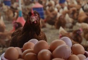 Xarici yumurtalar “yerli” adı ilə əhaliyə satılır