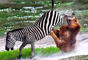 İnanılmaz anlar: Zebra ona hücum edən aslanı dişləyib ölümcül etdi