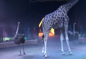 Sirkdə maraqlı   anlar:  Zürafə  tamaşaçıların  yeməyini  yedi