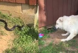 Собаки захотели спасти хозяйку от змеи, но все пошло не так - видео