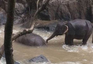 6 fil balanı xilas edərkən özləri də öldü