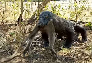 This Komodo Dragon Swallowing A Monkey Whole Is Like A Horror Movie Coming To Life