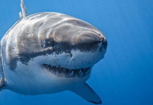 Бесследно пропавшего туриста нашли в желудке акулы 