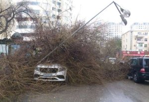 SON DƏQİQƏ: Bakıda ağac lüks avtomobillərin üstünə aşdı - 