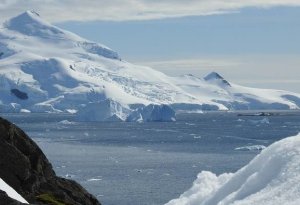 Antarktidada yeni heyvan və bitki növlərinin yaranması proqnozlaşdırılır
