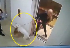 Liftdən çıxan pitbull iti qızın bahalı itini öldürdü (18+video)