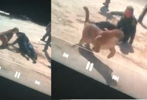 Hero female cop fights a MOUNTAIN LION with her bare hands before it is shot dead by her colleagues