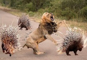 Lion attacks porcupine: Porcupine wins  +VİDEO