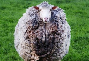 Пропавшая при пожаре овца вернулась к хозяевам спустя семь лет - ФОТО