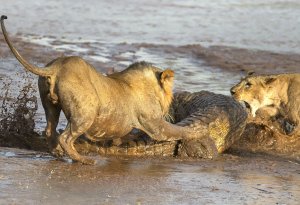 В Африке пять львиц напали на крокодила – ВИДЕО