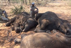 Hundreds of elephants found dead in Botswana (VİDEO)