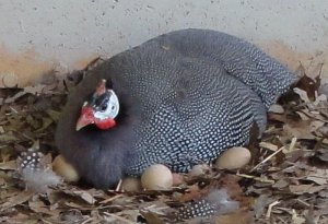 Qvineya quşu yumurtası