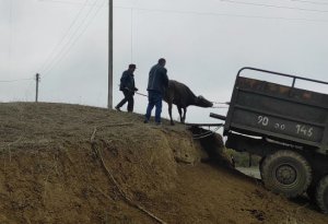 Ermənilərin son günləri: Donuzları,inəkləri ilə birlikdə köçürlər - REPORTAJ