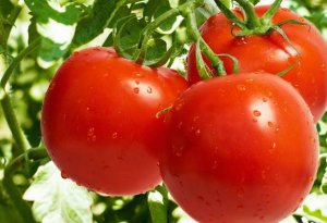 Azərbaycan Avropaya da pomidor ixrac edəcək