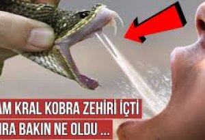 Kobranın zəhərini içən adama görün nə oldu  -  ŞOK  VİDEO