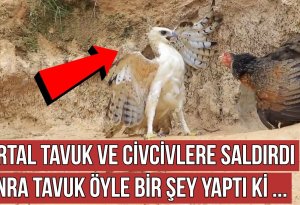 Qartal toyuğun balalarına hücum etdi, toyuq görün nə etdi +VİDEO