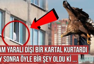 Dişi qartalı ölümdən qurtardı,1 ay sonra qartal görün nə etdi  -  VİDEO