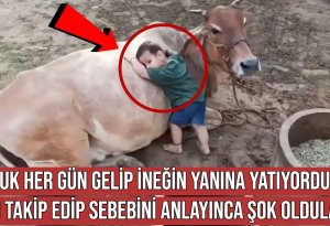 Uşaq gəlib hər gün inəyin yanında yatdı  -  Səbəbi hər kəsi şok etdi +VİDEO