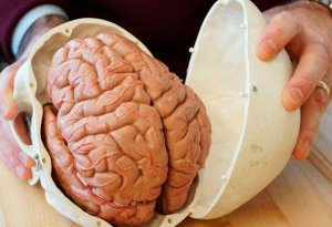 İnsanın 3 beyni var, onlar birlikdə işləyir - Neyrobiologiyada SENSASİYA