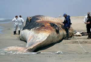 Ölü balinanın qarnını yaran balıqçılar milyonçu oldu