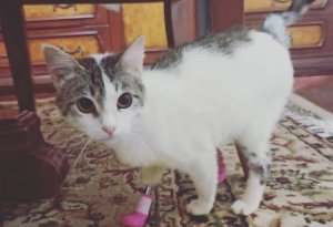 Qəssabın ayağını kəsdiyi pişiyə protez ayaq taxıldı – FOTO