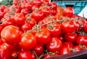 Rusiyaya pomidor ixracına dair yenilik