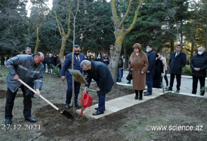 Ağac əkən Ramiz Mehdiyevin ayağı palçığa batmasın deyə görün nə etdilər -