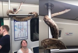 В России змея прокатилась в метро - ВИДЕО
