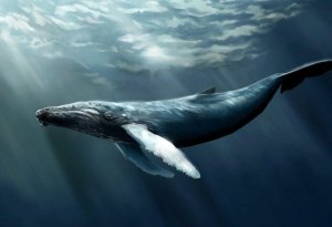 Balinalar havaya necə təsir edir?