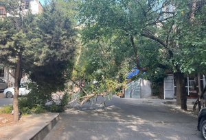 Güclü külək Bakıda fəsad törətdi - FOTO