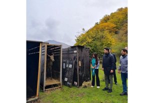 Leyla Əliyevanın iştirakı ilə Şahdağ Milli Parkının İsmayıllı bölməsinə ilk marallar buraxılıb
