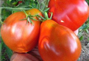 Yüksək təzyiqi salan xüsusi pomidor satışa çıxarıldı