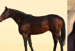 Kadırov 10 milyon dollarlıq atının oğurlandığını deyir