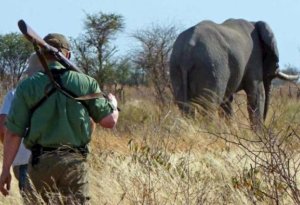Rusiyalı varlılar Afrikada fil ovlayır – 10 min dollara...