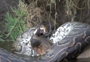 Massive python trying to swallow a gazelle with sharp horns
