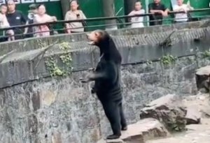 Zooparkdakı ayının görüntüləri diqqət çəkdi – Əsldir yoxsa süni?