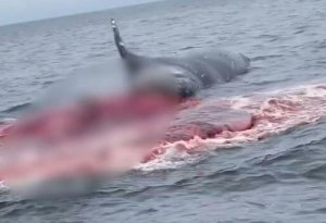 Ölü balina insanların gözü qarşısında partladı - FOTO